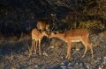 Bébé et maman Impala