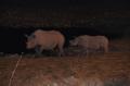 Bebe et maman rhinoceros