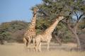 Girafes