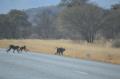 Babouins traversant la route